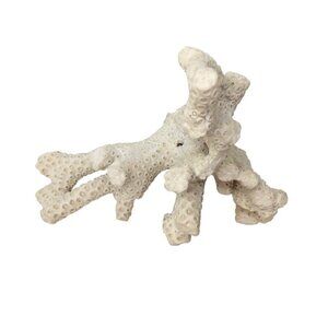Coral White Natural Specimen Real Branch Aquarium Decor Sea Reef Coastal Beach